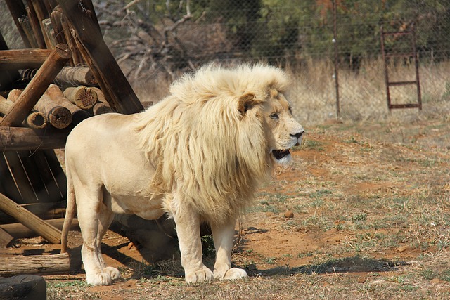  Johannesburg’s Thrilling Lion Park