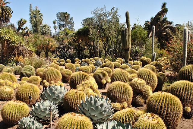 Desert Botanical Garden Events - Airline-topdeals